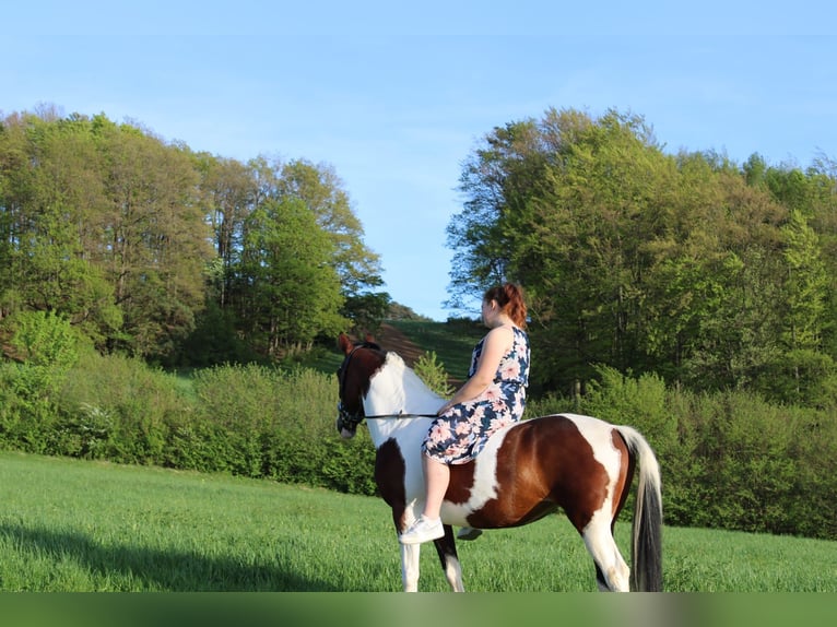 Oostenrijks warmbloed Merrie 13 Jaar 158 cm Gevlekt-paard in Berndorf