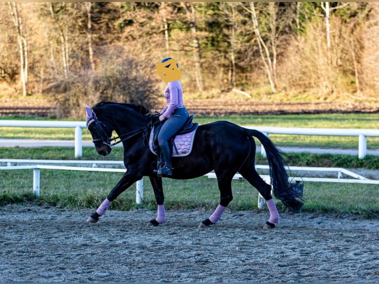 Oostenrijks warmbloed Merrie 13 Jaar 168 cm Zwart in Poggersdorf