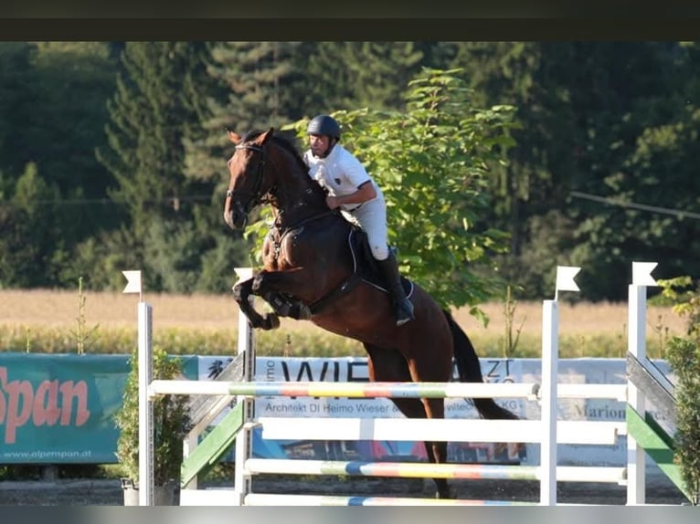 Oostenrijks warmbloed Merrie 13 Jaar 172 cm Bruin in Kirchbach