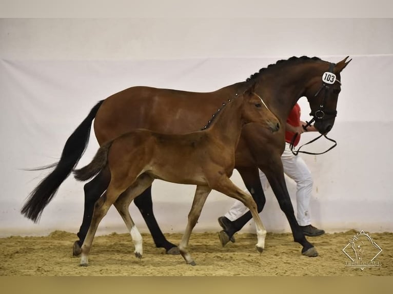 Oostenrijks warmbloed Merrie 13 Jaar 172 cm Bruin in Kirchbach