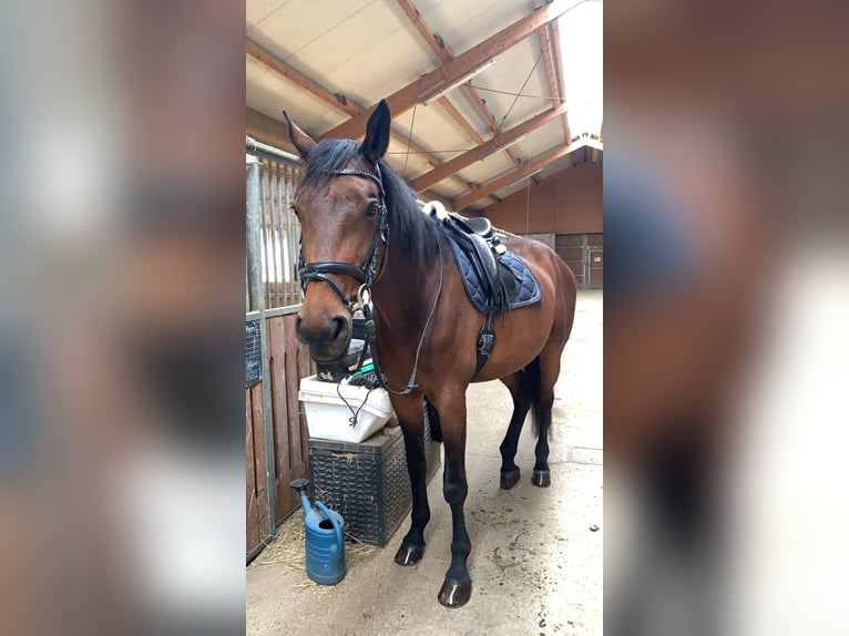 Oostenrijks warmbloed Merrie 13 Jaar 172 cm Bruin in Niederleis Oostenrijks warmbloed Merrie 13 Jaar 172 cm Bruin in Niederleis