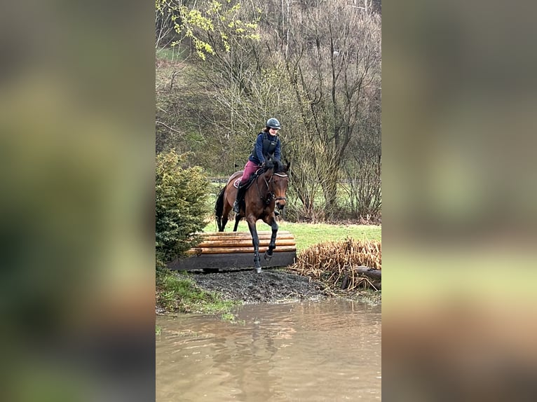 Oostenrijks warmbloed Merrie 13 Jaar 172 cm Bruin in Niederleis Oostenrijks warmbloed Merrie 13 Jaar 172 cm Bruin in Niederleis