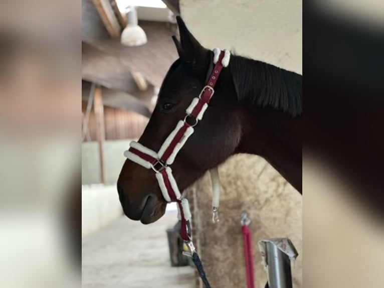 Oostenrijks warmbloed Merrie 13 Jaar 172 cm Donkerbruin in Hart Bei Graz