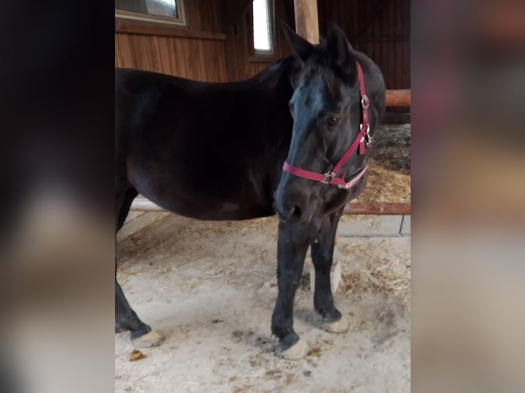 Oostenrijks warmbloed Merrie 14 Jaar 155 cm Zwart in Königsbrunn am Wagram
