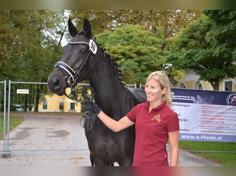 Oostenrijks warmbloed Merrie 14 Jaar 167 cm Zwartbruin in Tragwein