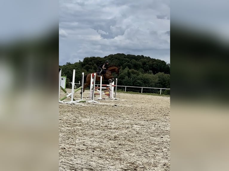 Oostenrijks warmbloed Merrie 14 Jaar 170 cm Donkerbruin in Kirchberg an der pielach