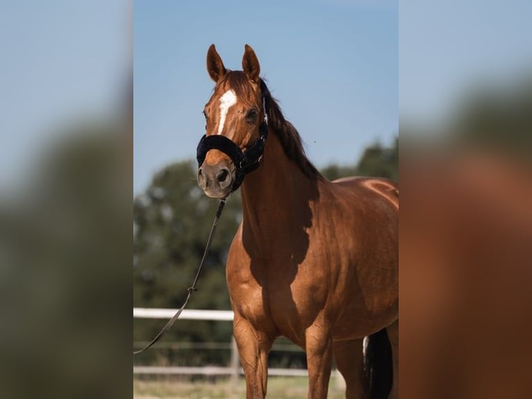 Oostenrijks warmbloed Merrie 14 Jaar 170 cm Donkere-vos in Kirchberg an der Pielach