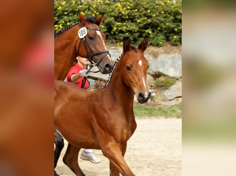Oostenrijks warmbloed Merrie 14 Jaar 172 cm Bruin in D&#xFC;sseldorf