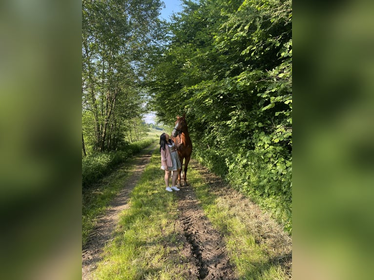 Oostenrijks warmbloed Merrie 14 Jaar 172 cm Vos in Riegersburg