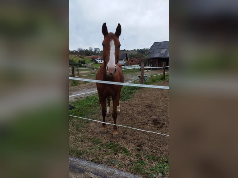 Oostenrijks warmbloed Merrie 14 Jaar 172 cm Vos in Riegersburg