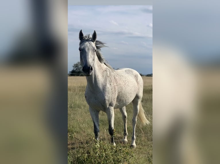 Oostenrijks warmbloed Merrie 15 Jaar 165 cm Schimmel in Andau