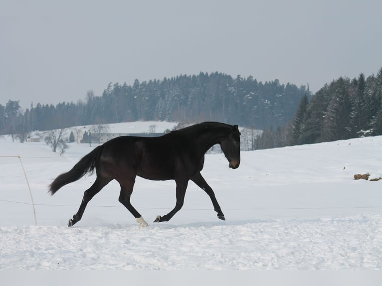 Oostenrijks warmbloed Merrie 15 Jaar 168 cm Zwartbruin in Tragwein