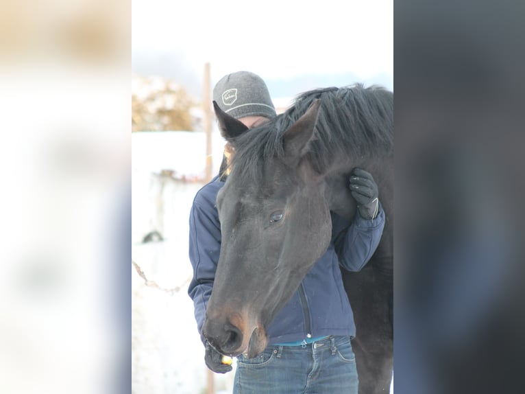 Oostenrijks warmbloed Merrie 15 Jaar 168 cm Zwartbruin in Tragwein