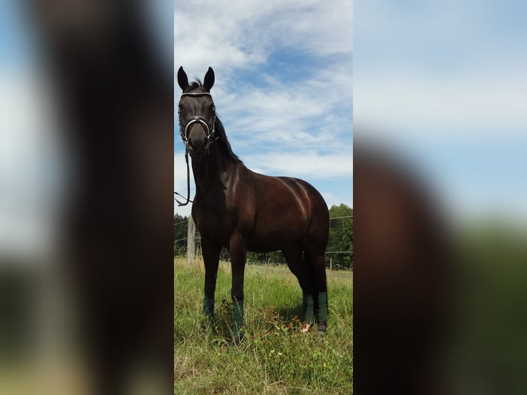 Oostenrijks warmbloed Merrie 15 Jaar 168 cm Zwartbruin in Tragwein