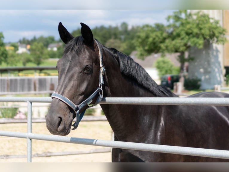 Oostenrijks warmbloed Merrie 15 Jaar 168 cm Zwartbruin in Tragwein