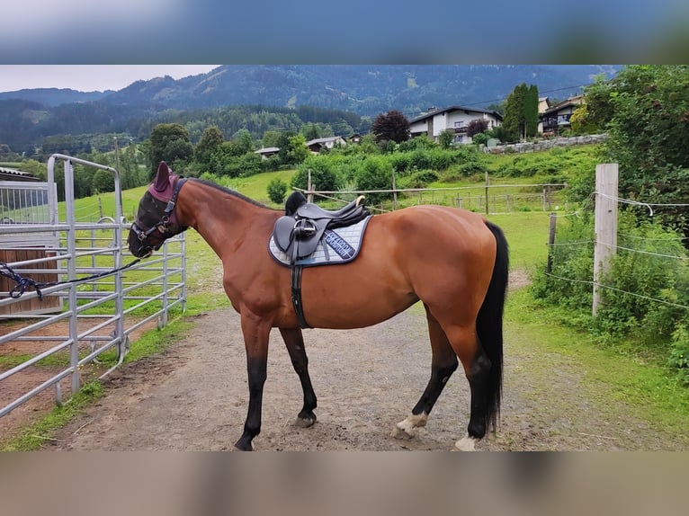 Oostenrijks warmbloed Merrie 15 Jaar 170 cm Bruin in Lendorf