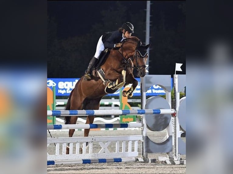 Oostenrijks warmbloed Merrie 15 Jaar 172 cm Donkere-vos in Kirchberg an der pielach