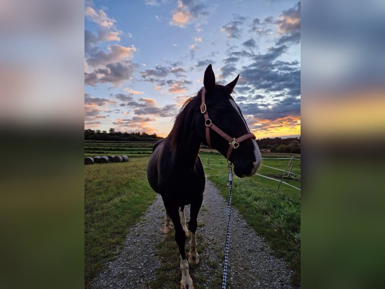 Oostenrijks warmbloed Merrie 16 Jaar 165 cm Zwart in Werschenschlag