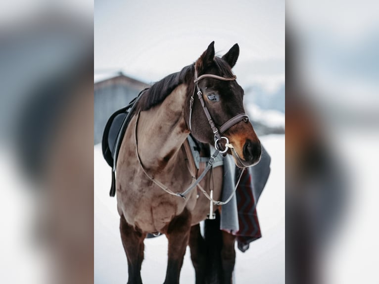 Oostenrijks warmbloed Merrie 16 Jaar 166 cm Zwartbruin in Engerwitzdorf