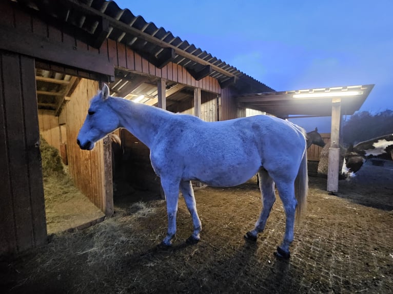 Oostenrijks warmbloed Merrie 16 Jaar 167 cm Schimmel in Drosendorf