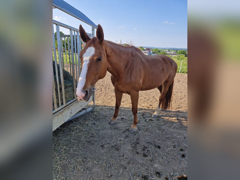Oostenrijks warmbloed Merrie 16 Jaar 172 cm Vos in Dra&#xDF;markt