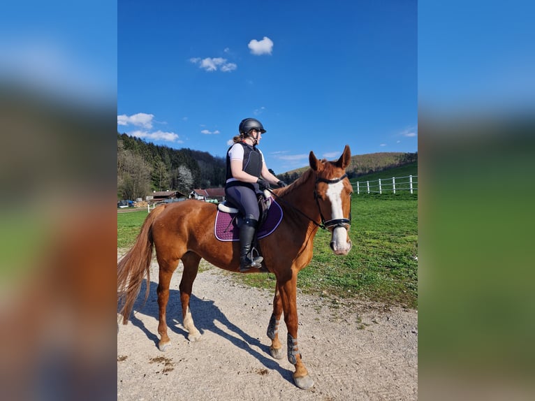 Oostenrijks warmbloed Merrie 16 Jaar 172 cm Vos in Dra&#xDF;markt