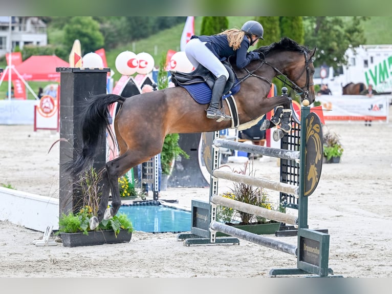 Oostenrijks warmbloed Merrie 16 Jaar Bruin in Würflach