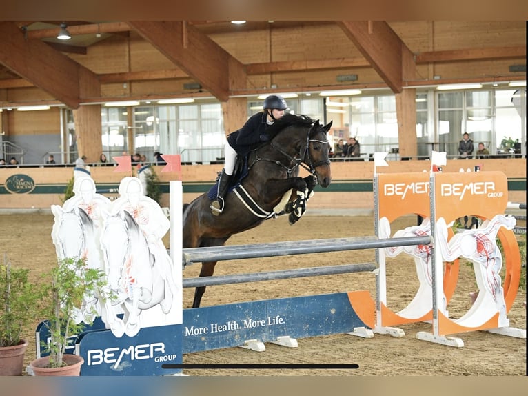 Oostenrijks warmbloed Merrie 16 Jaar Bruin in Würflach