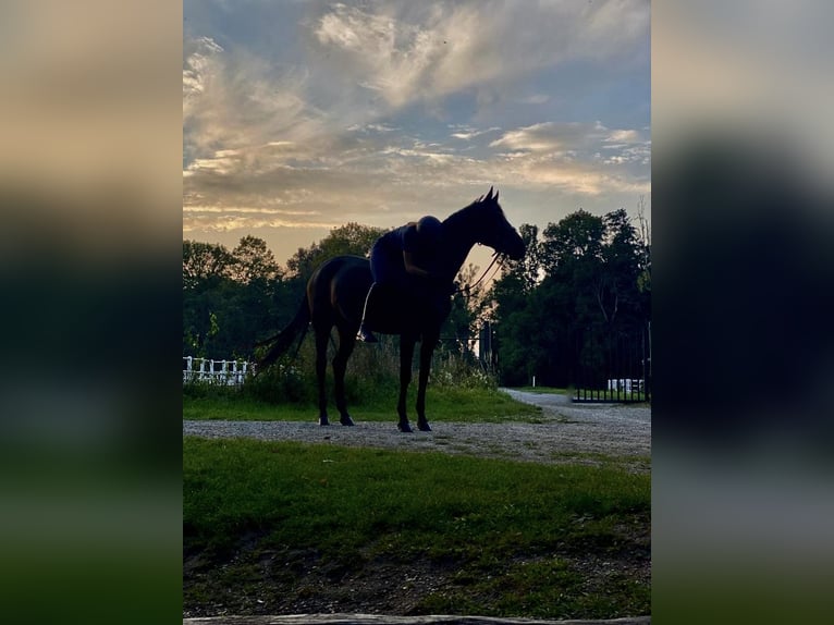 Oostenrijks warmbloed Merrie 16 Jaar Bruin in Würflach