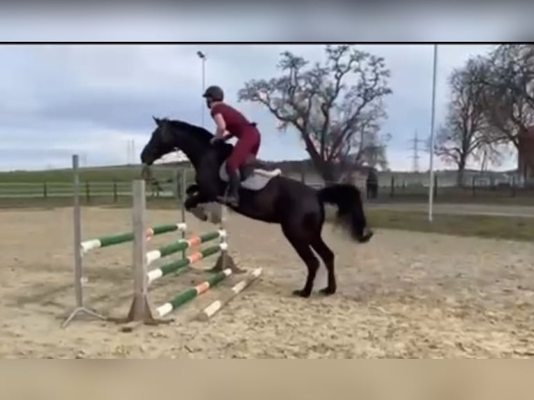 Oostenrijks warmbloed Merrie 17 Jaar 158 cm Zwart in Rosenthal