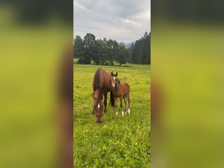 Oostenrijks warmbloed Merrie 17 Jaar 168 cm Vos in Hopfgarten