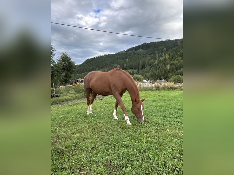 Oostenrijks warmbloed Merrie 17 Jaar 170 cm Vos in Gurk