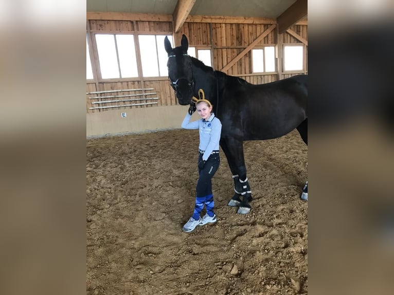 Oostenrijks warmbloed Merrie 17 Jaar 170 cm Zwart in Pinkafeld