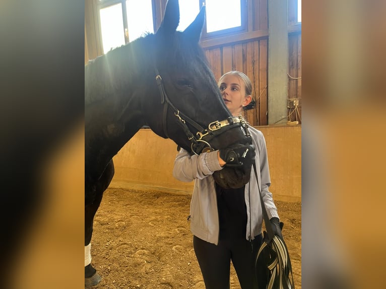 Oostenrijks warmbloed Merrie 17 Jaar 170 cm Zwart in Pinkafeld