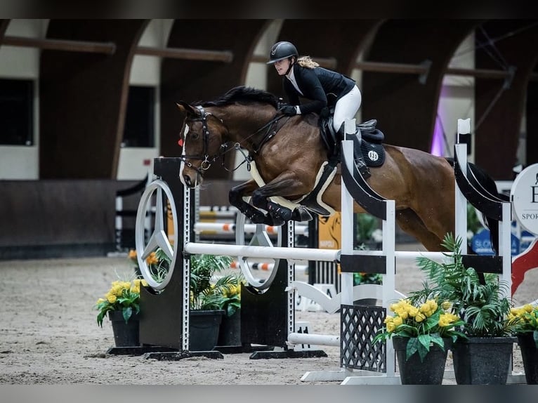 Oostenrijks warmbloed Merrie 17 Jaar 174 cm Bruin in Fladnitz an der Teichalm