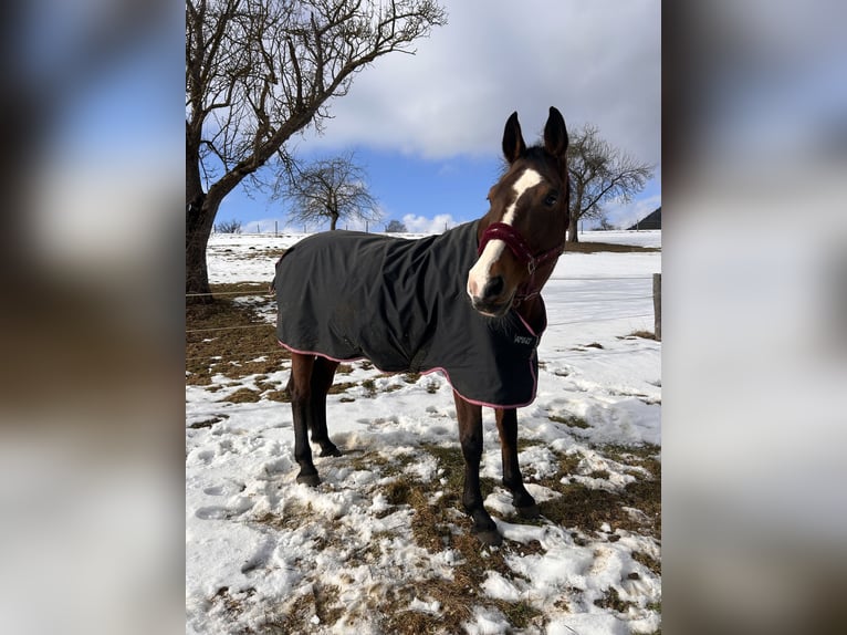 Oostenrijks warmbloed Merrie 17 Jaar 174 cm Bruin in Fladnitz an der Teichalm