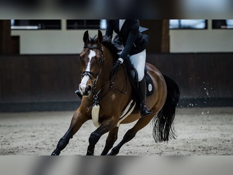 Oostenrijks warmbloed Merrie 17 Jaar 174 cm Bruin in Fladnitz an der Teichalm