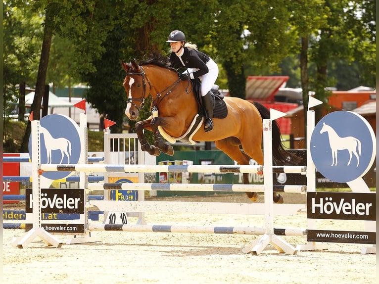 Oostenrijks warmbloed Merrie 17 Jaar 174 cm Bruin in Fladnitz an der Teichalm