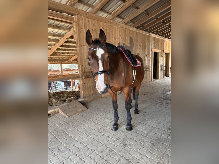 Oostenrijks warmbloed Merrie 17 Jaar 174 cm Bruin in Fladnitz an der Teichalm