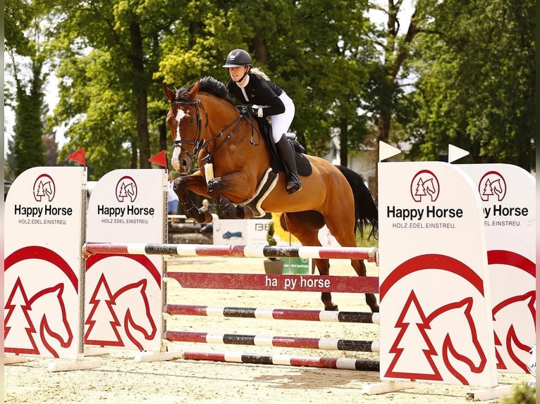 Oostenrijks warmbloed Merrie 17 Jaar 174 cm Bruin in Fladnitz an der Teichalm