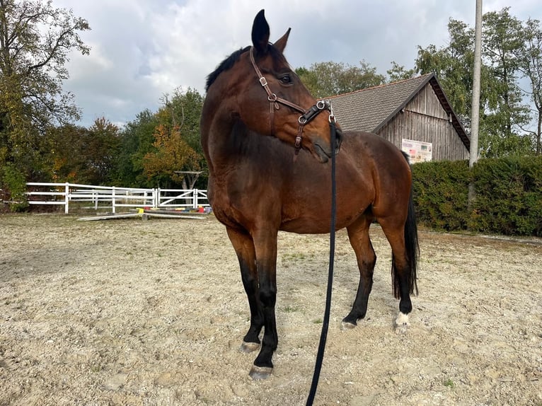 Oostenrijks warmbloed Merrie 18 Jaar 160 cm Bruin in Zell an der Pram