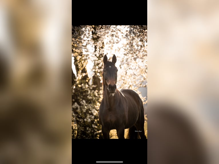 Oostenrijks warmbloed Merrie 18 Jaar 161 cm Donkerbruin in Oberlangkampfen