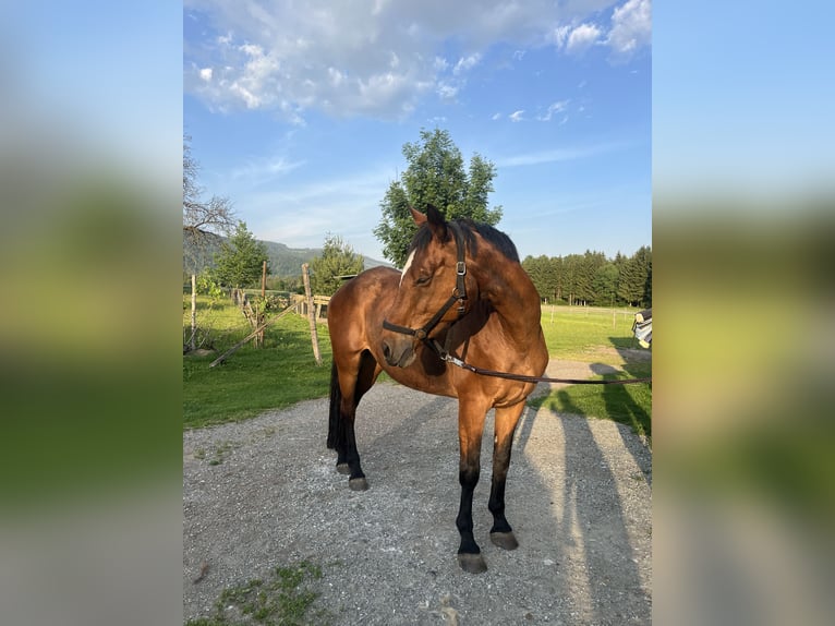 Oostenrijks warmbloed Merrie 18 Jaar Bruin in Obertrixen