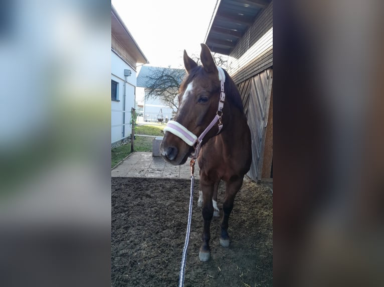 Oostenrijks warmbloed Merrie 19 Jaar 165 cm Donkerbruin in Ried im innkreis