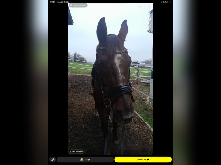 Oostenrijks warmbloed Merrie 19 Jaar 165 cm Donkere-vos in Mettmach