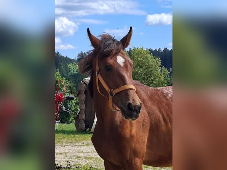 Oostenrijks warmbloed Merrie 1 Jaar 156 cm Bruin in St. Georgen am Wald