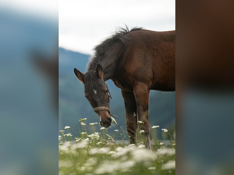 Oostenrijks warmbloed Merrie 1 Jaar 165 cm Zwartbruin in Sankt Marein/Feistritz