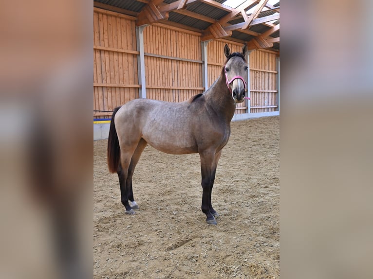 Oostenrijks warmbloed Merrie 1 Jaar 168 cm Buckskin in Großtaxen