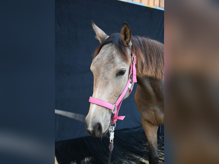 Oostenrijks warmbloed Merrie 1 Jaar 168 cm Buckskin in Großtaxen