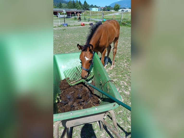 Oostenrijks warmbloed Merrie 1 Jaar 170 cm Bruin in Villach
